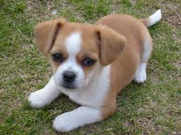 Chihuahua Shih Tzu Puppy I Want One Chihuahua Puppies Cute Dogs Breeds Cute Dogs And Puppies