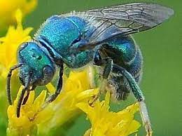 Texas Blue Bee Bee Sweat Bees Metallic Blue