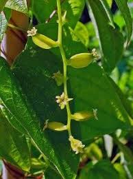 Image result for Dioscorea dregeana