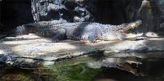 Feb 13, 2019 · 恩賜上野動物園【東京都台東区】 1882年（明治15年）に開業した日本で最古の動物園 で、「上野公園」内にあります。 jr「上野駅」や「京成上野駅」から徒歩5分程度とアクセスしやすいのも魅力です。 ã‚¤ãƒªã‚¨ãƒ¯ãƒ‹ã¯ãªãœå£ã‚'é–‹ã'ã¦ã„ã‚‹ã®ã§ã—ã‚‡ã† æ±äº¬ã‚ºãƒ¼ãƒãƒƒãƒˆ