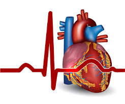 Enfarte do miocárdio instituto de medicina tradicional 1º ano curso geral de naturopatia e ciências tradicionais e holísticas elaborado por: Infarto Do Miocardio Prepara Enem