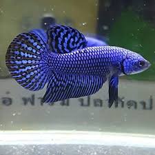 Selain itu, kamu juga bisa cek harga terbaru ikan cupang import dan diurutkan dari harga yang termurah! Pin Di Ikan Cupang Indonesia