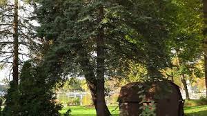 Dollar tree wauwatosa wi locations, hours, phone number, map and driving directions. Best 30 Tree Service In Wauwatosa Wi With Reviews Yp Com