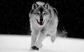 Free Download Big Wolf Gray Wallpaper 1920x1200 For Your Desktop Mobile Tablet Explore 63 Grey Wolf Wallpaper Wolf Images Free Wallpaper Gray Wolf Wallpaper Hd Wolves Hd Wallpaper A collection of the top 35 4k laptop wallpapers and backgrounds available for download for free. big wolf gray wallpaper 1920x1200