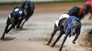 Check spelling or type a new query. Early Morning Greyhound Racing Gets Underway But It S Always Bet O Clock Somewhere