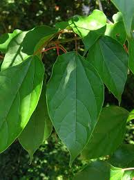 Image result for Alangium chinense