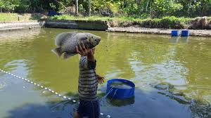 Pasalnya media yang anda gunakan lebih sempit sehingga gerak dari ikan pun kadang terbatas. Panduan Lengkap Cara Budidaya Ikan Gurame Hingga Panen Step By Step