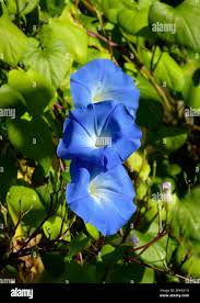 Image result for Ipomoea violacea