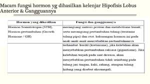 Hipofisis disebut juga master of glands karena hipofisis dapat menyekresikan hormon yang dapat mengatur apabila sampai pada suatu organ target, maka hormon akan merangsang terjadinya perubahan. Oleh Faik Agiwahyuanto Ppt Download