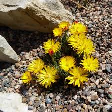 Image result for Hereroa glenensis