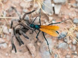 Check spelling or type a new query. The Tarantula Hawk Wasp Desert National Wildlife Refuge Facebook