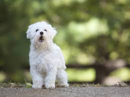 Llll hund bellen abgewöhnen dein hund bellt ständig andere hunde an? Nachbarshund Bellt Standig Was Sie Tun Konnen