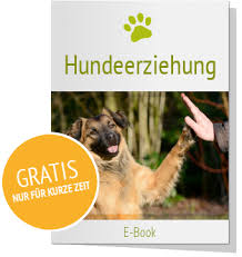 Leben Mit Hund Wohlfuhl Tipps Hundeerziehung Hundchen Ubung Hunde Sachen