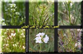 الحرف او الكاردامين cardamine النباتات النبات انواع الاسماك مع الصور معلوماتية نبات حيوان اسماك فوائد plants