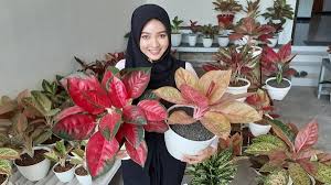 Contohnya jadi pegawai bank biasanya menerima segala jurusan. Josss Pegawai Bank Cantik Di Madiun Ini Sukses Bisnis Aglonema Omzetnya Jutaan