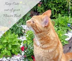 Coffee grounds, vinegar, lavender oil, eucalyptus oil, and tobacco can also deter cats. Keep Cats Out Of Flower Beds Jessica L Fisher