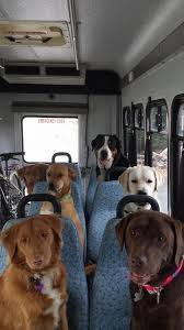 Uber Lyft Taxis With Dogs What Car Services Let You Bring Dogs Dogtime Puppies Funny Animals Dogs