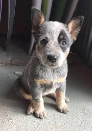 Black And White Cattle Dog Long Hair Pin By Dave Ciccotelli On Dogs Austrailian Cattle Dog Baby Dogs Cute Baby Animals