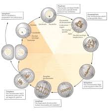 5 Mitosis In Animal Cells During Interphase G1 S G2 Phases Of Cell Download Scientific Diagram