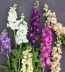 Image result for Matthiola