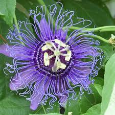 Pin On Passion Flower Vines
