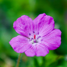 Image result for Geranium vagans