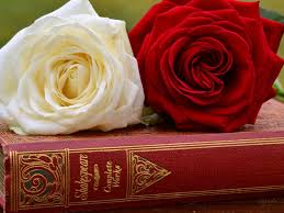 Red And White Rose Wallpaper Red And White Rose Images Hd 1024x768 Download Hd Wallpaper Wallpapertip Red rose is meaning love and romantic. red and white rose wallpaper red and