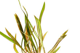 Image result for Cyperus spiralis