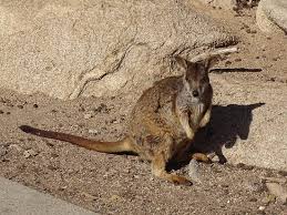 An exhibitionist female author is drawn to a blind voyeur record. See The Walibi Review Of Geoffrey Bay Magnetic Island Australia Tripadvisor
