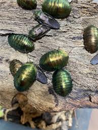 絶対に失敗しない！！ ニジイロゴキブリ 飼育方法！ - 生き物屋 S.M.Gの日記