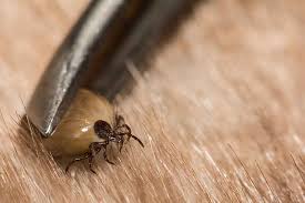 Image result for Tick Removal