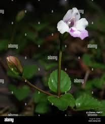 Image result for Linderniaceae