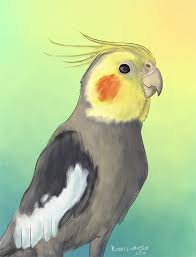 Obi The Cockatiel Bird Drawings Bird Art Parrots Art