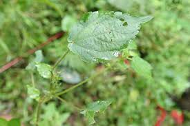 Image result for Acalypha brachystachya