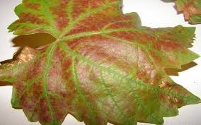 Image result for Pseudopeziza tracheiphila