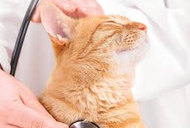 Cardiac Blood Tests In Cats Another Tool For Detection Of Heart Disease Today S Veterinary Practice