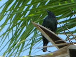 Birds of The World: Starlings (Sturnidae)