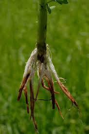 Image result for Sphenocleaceae