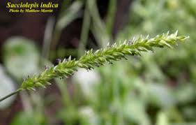 Image result for Sacciolepis indica