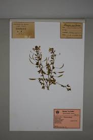 Image result for Cleome aculeata