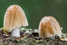 Image result for Coprinus micaceus
