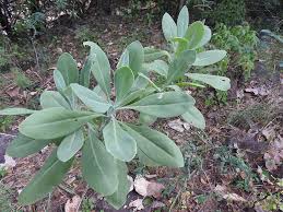 Image result for Kleinia schweinfurthii