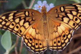 And of course is a smaller butterfly. Variegated Fritillary Butterfly Euptoieta Claudia North American Insects Spiders