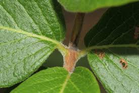 Image result for Crossopteryx