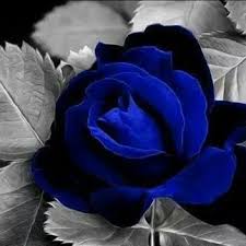 Beautiful Black And Blue Roses Fantasy Black Rose Flower Blue Flower Wallpaper Blue Roses