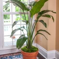 White Bird Of Paradise Palm Tree White Bird Of Paradise Tropical Plants For Indoors Plantz Online Store Birds Of Paradise Birds Of Paradise Plant Tropical Plants