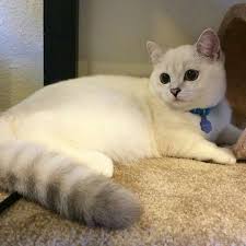 Pin On Cats
