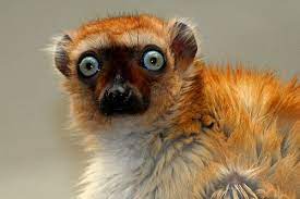 Cute Lemur With Blue Eyes Lemur Facts And Information Animals Wild Lemur Animals Beautiful
