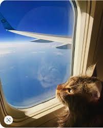 Carrier's mesh panels offer ventilation, locking zippers for safety. How To Travel With A Cat A Guideline Before Taking Cats On Rides