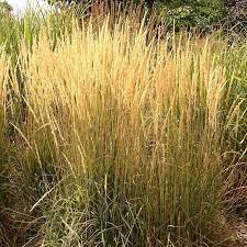 Karl foerster grass general information in summertime, soft, feathery spikes rise above the rich, green foliage of 'karl foerster'. Karl Foerster Feather Reed Grass Calamagrostis Acutiflora High Country Gardens